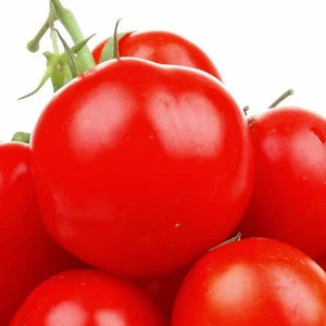 FARM SPECIFICATION FRESH TOMATO FRESH TOMATOES FOR SALE AT LOW PRICE