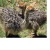Import Fertilized Ostrich Chicks 1-6 Months Old/Ostrich Eggs And Chicks For Sale from France