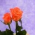 Import First Class Orange Roses fresh cut flower for Weddings,Valentines Day,Decorate house from China