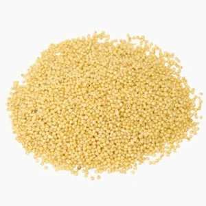 Foxtail Millet | Indian Foxtail Millet | Organic Foxtail Millet Seed