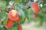 Freeze Dried Peach / Fresh Peach Fruits / Caned Peach Fruits