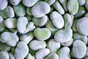 Fresh and frozen Broad Beans | Buy broad Beans in Bulk from Direct Supplier