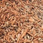 Fresh Cassava