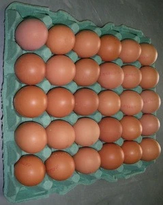 fresh chicken egg