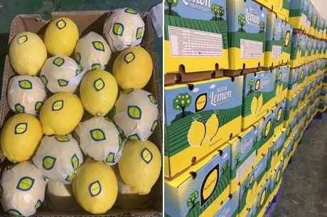 Fresh Citrus Fruits /Yellow Lemon &amp; Green Lime, yellow Eureka fresh lemon for Exports