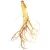 Import fresh ginseng root from China