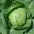 Import Fresh Green Ball Cabbage from South Africa