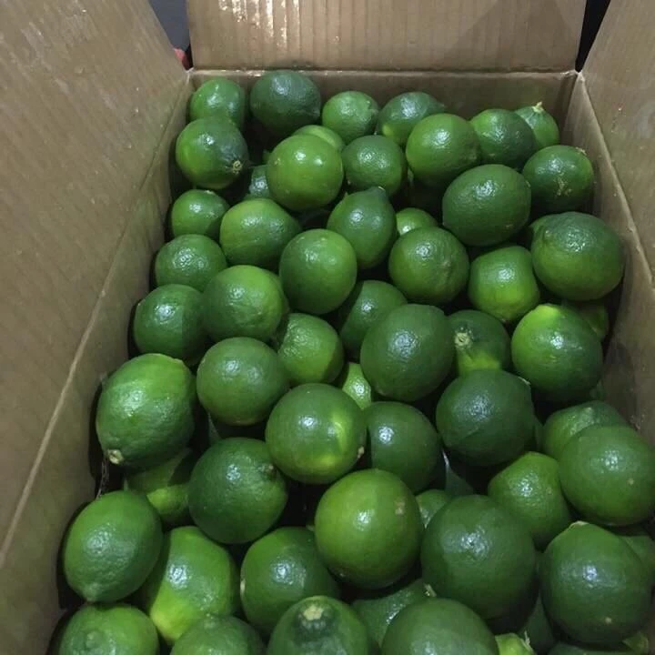 Fresh  Lime/ Seedless Lime