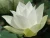 Import Fresh lotus flower whatsapp +84947 900 124 from Vietnam