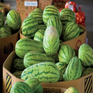 Fresh Melons for sale now