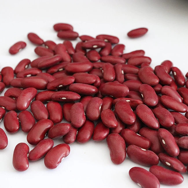 Fresh Recent Year South Germany White Kidney Beans