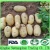 Import Fresh Sweet Potato/Sweet Potato Seed from China