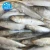 Import Frozen Fresh Sardine Fish in Fishing type of Canned,Fishing bait on land from China