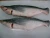 Import Frozen Pangasius Whole round, Gutted From VietNam from Vietnam