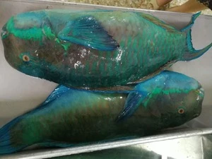 Frozen Parrot Fish Indonesia