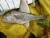 Import frozen trevally fish whole seafood from China