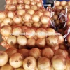 Good Quality fresh shiny red/yellow/white onion in bulk from china at Wholesale Price