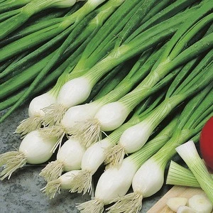 Grade A Fresh Scallions/Fresh Green Onion/ Green onion , Welsh onion , Scallion