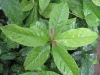 Guayusa Live Plant Tropical Amazon Rainforest South American Medicinal Herbal Medicine Indian Tea Ecuador