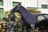 Half-length Lycra Fabric Horse Sheet
