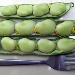 High Quality Canned Broad Beans, Fava Bean with Best Price Natural Color