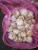 High Quality Fresh Normal White Galic Purple Garlic Red Garlic