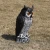 Import High quality PE Owl Decoy for Hunting and Garden Decoration from China