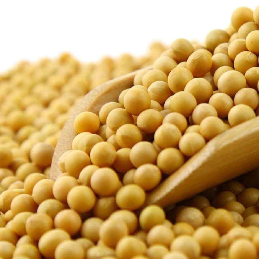 High Quality Premium Natural and Non- GMO Yellow Soybean Seeds / Soybean /Soy Beans