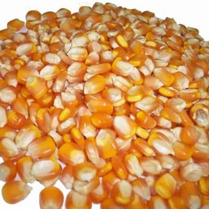 High-quality yellow market prices nutrition corn