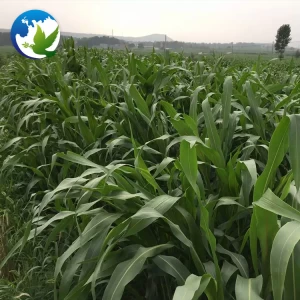 High Sprouting Rate Fodder Grass Seeds Pasture Seeds Sweet Sorghum Dochna Sorghum Bicolor Seeds
