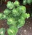 Import Hot Sale real Portulaca molokiniensis Hobdy live succulent plants artificial cultivation succulent plants potted from China