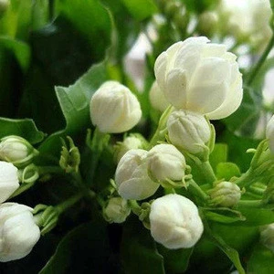Indian Jasmine Flower Exporters