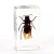 Import Insects in Resin Real Spider Specimen for Paperweight resins animal sepcimen crafts arts educational material for kids from China