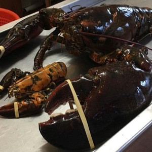 Live Canadian Lobsters / Frozen Lobster Tails
