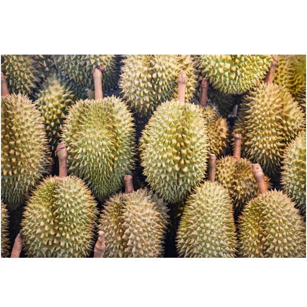 Malaysia For Sale Frozen Whole Durian Musang King Fruits