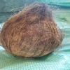 Mature Fresh Indian Semi Husked Coconut