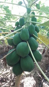 Natura Fresh and healthy Best Quality Papaya