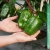 Import Naturix Hybrid Green Sweet Pepper Seeds Vegetable Seeds for Planting from China