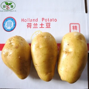 New crop fresh potato size 80-200g for sale,mesh bag Holland potato hot selling