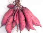 New Crop South African Sweet Potatoes. 100 % organic