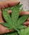 Import NEW, Limited Edition, &quot;Cannabis Leaf&quot; Iron-On Patch, Embroidered Patch Grab Bag, Patches for Weed Lovers, Cannabis Badge, THC, C from USA