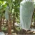 Nonwoven Fabric Plant Cover