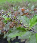 Ocimum Sanctum