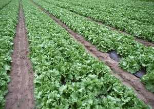 Organic compound fertilizer for garded,potting soil