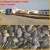 Import organic green pumpkin seeds grown without shell AAA/AA/A/OIL GRADE from China