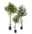 Import Plastic Amazon hot sale olive oil fruit tree green plant decoration artificial olive tree Artificial plant tree from China