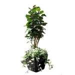 Plastic Flower Pot Trays