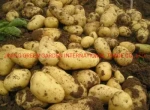 Potato Fresh Sweet Potatoes High Quality Cheap Price Professional Export Wholesalers Fresh Potato