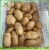 Import Potato seeds   Holland potato seeds from China