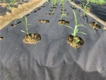 PP/Polypropylene spunbond agriculture nonwoven/non woven fabric for vegetable greenhouse, pp nonwoven fabric for weed control